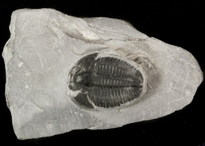 Elrathia Trilobite In Shale - Utah #47378